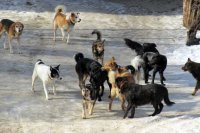 Участились нападения бродячих собак на усольчан 
