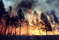 Два лесных пожара произошло на территории Усольского района с начала апреля. 