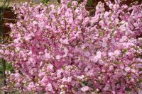 Иркутян приглашают на цветение сакуры в Ботаническом саду