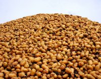 Продажа картофеля через интернет-сайт обернулась потерей денег для жительницы Тельмы Усольского района