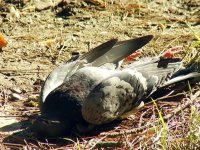 В Иркутске голуби болеют орнитозом, опасным для человека