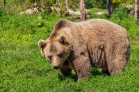 В Усть-Илимском районе водители на трассах прикармливают медведей