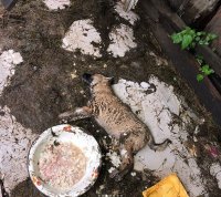 В Бодайбо неизвестные проникли в приют и отравили собак крысиным ядом