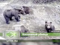 Медведь убил 63-летнего ягодника в Усть-Илимском районе