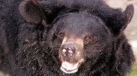 Охотник погиб в Усть-Кутском районе, после того, как его ранил медведь