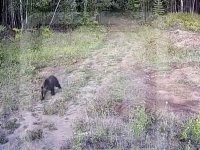 Медведь зашел на территорию детского лагеря в Усть-Илимске