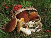 Полиция разыскивает сборщицу грибов в Усть-Кутском районе