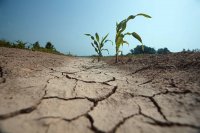 Из-за засухи в Боханском и Усольском районах введен режим чрезвычайной ситуации