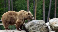 В Иркутской области медведь напал на женщину