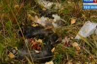 14 мертвых щенков обнаружили в микрорайоне Березовый