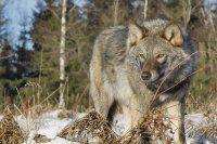 В Приангарье возобновили выплаты вознаграждений за добычу волка