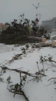 В Иркутске и Черемхово новогодние ёлки не выдержали ураганного ветра