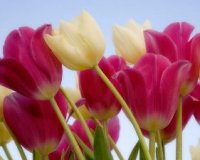 Более 65 тысяч цветов вырастили в Иркутске к Международному женскому дню