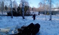 В Заларинском районе полицейские задержали “черных лесорубов”