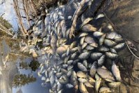 В Иркутской области произошел второй за год случай массовой гибели рыбы