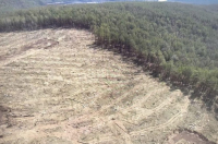 Удивительное дело: рубки заповедного леса в Приангарье оказались законными