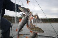 За «сетевую» рыбалку грозят штрафы трём рыбакам