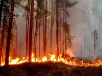 10 лесных пожаров действуют в Иркутской области на утро 28 мая