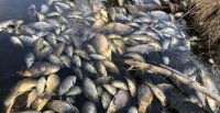 Массовая гибель рыбы в Усольском районе вызвана естественными причинами