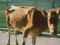 Ферму в Боханском районе закроют на год из-за туберкулеза у коров