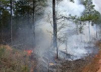 За минувшие сутки в Иркутской области ликвидировано три лесных пожара