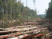 Санитарную вырубку лесов в заказнике "Туколонь" признали незаконной
