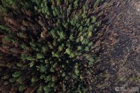 Россия может запретить экспорт леса в Китай