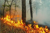 В России потушили все лесные пожары
