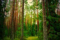 Питомник хвойных деревьев появится в Шелехове