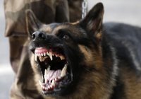 Усолье-Сибирском бродячие собаки напали на мальчика