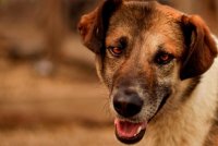 Сбор помощи для животных пройдет в Иркутске 28 и 29 декабря