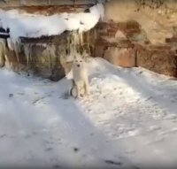 Собака пригрела брошенного котенка в Братске, но пережить мороз малыш все-таки не смог