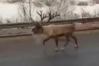 Северный олень сбежал из передвижного зоопарка в Иркутске