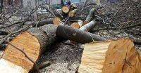 Парк инициативной молодежи в Иркутске очищают от сухих и аварийных деревьев