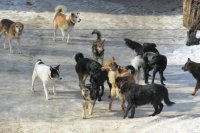 Подрядчики не хотят участвовать в муниципальном аукционе на отлов бродячих собак в Усолье