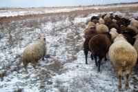Свалку овечьих шкур обнаружили на берегу Иркута