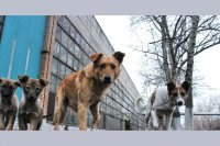 Аукцион на оказание услуг по отлову бездомных животных в Усолье снова признан несостоявшимся