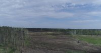На конопляном поле в Усольском районе посадят более 36 гектаров леса