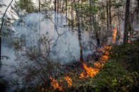 Площадь лесных пожаров в Иркутской области к 26 июня составила более 900 гектаров