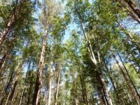 Высокая и чрезвычайная пожароопасность лесов ожидается в Иркутской области 4 – 6 июля