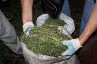 В Усолье-Сибирском поймали местного жителя с килограммом марихуаны