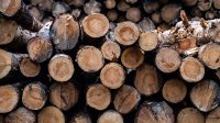 В России предложили запретить экспорт необработанной древесины