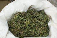 Полицейские задержали усольчанина с двумя килограммами марихуаны